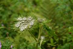 Selinum vaginatum
